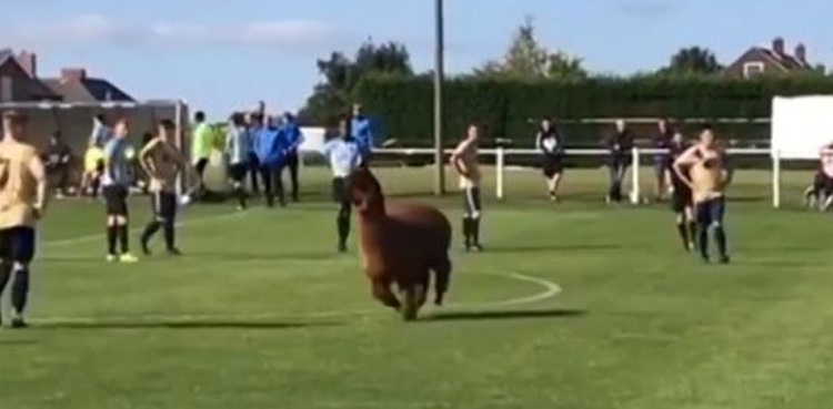 alpaca, disrupts match