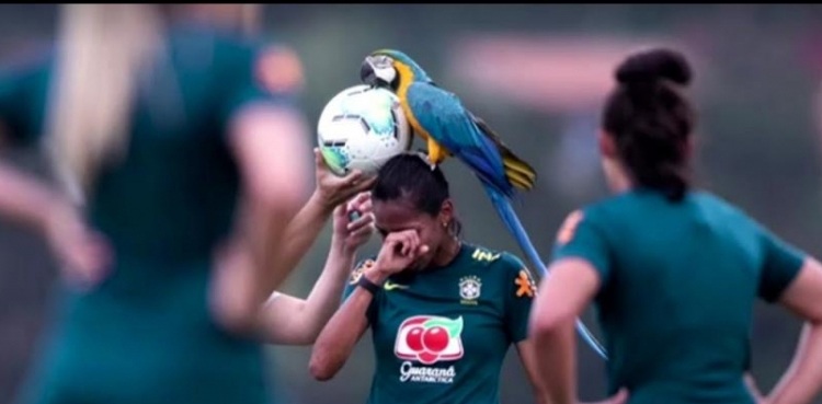 Parrot soccer player