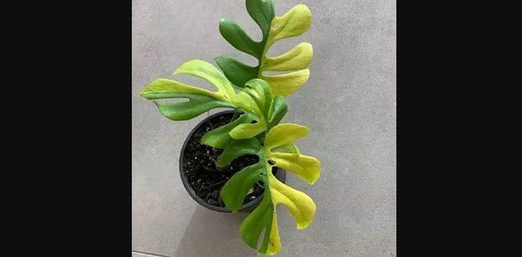 plant green yellow leaves