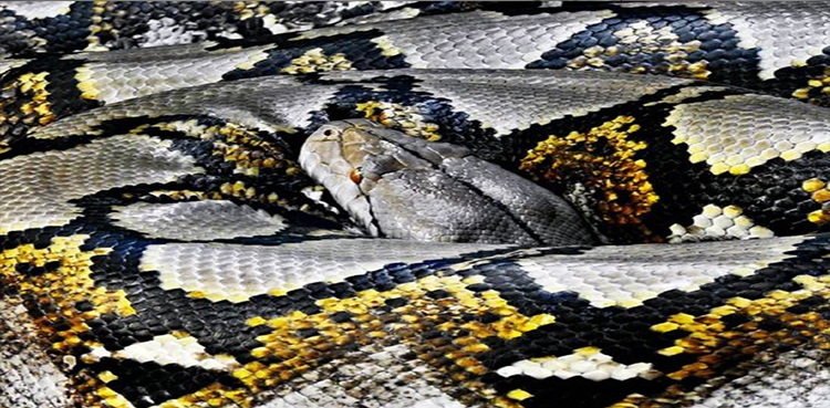 python-deer-swallows-died-fields