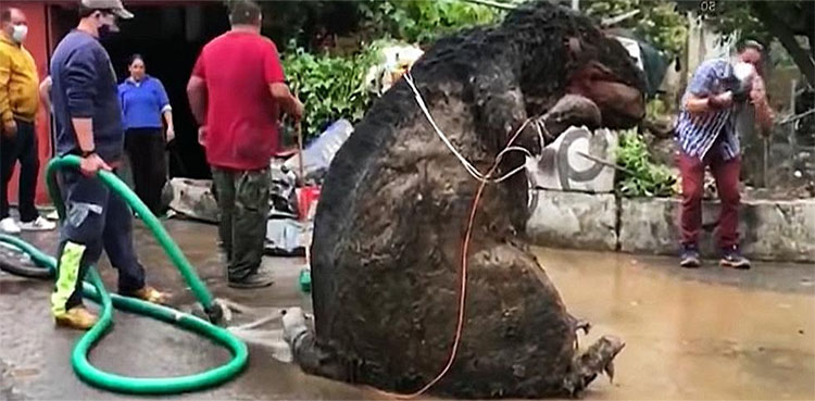 rat rodent giant mexico drainage