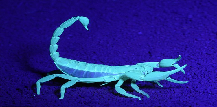 australian-regions-giant-scorpions-researchers