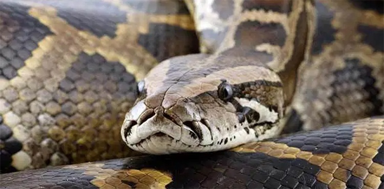 python, highway traffic jam snake