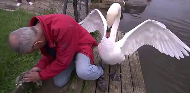 swan rescue beat