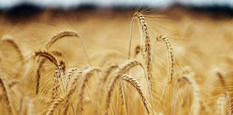 Egypt, Russia, Wheat, 240,000 tonnes