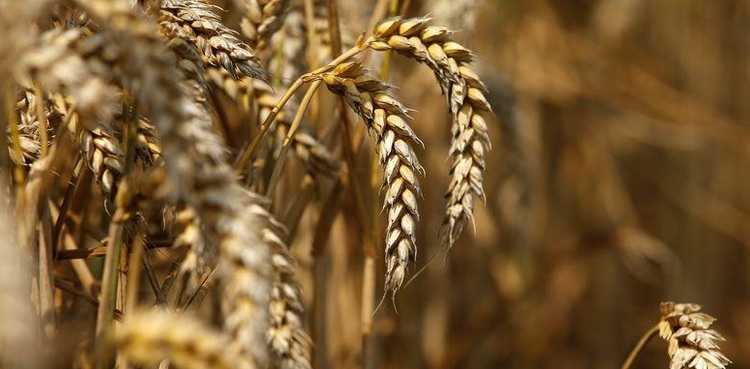 tcp wheat import tcp, withholding tax fbr