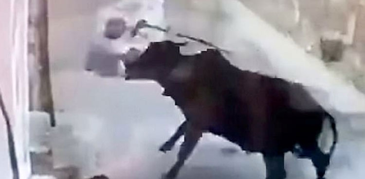 Bull throws man stick