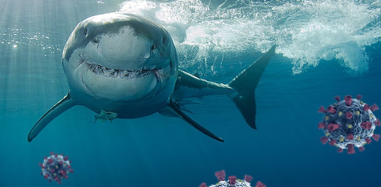 COVID-19 vaccine sharks