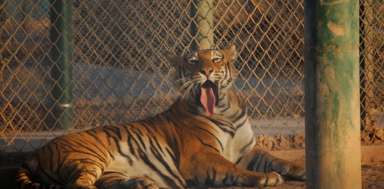 Bengali tiger dies Bahawalpur Zoo