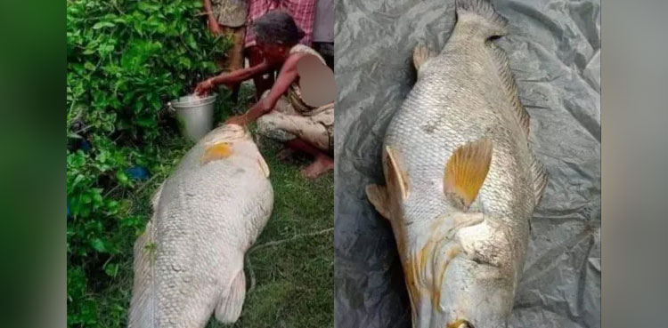 woman rich fish