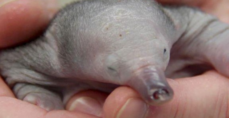 anteater zoo