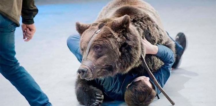 bear circus worker russia mauled to death