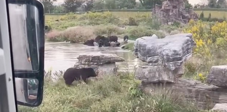 Zookeeper mauled bears