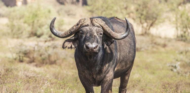buffalo lions crash car