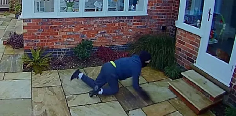 burglar, pet cat, viral video