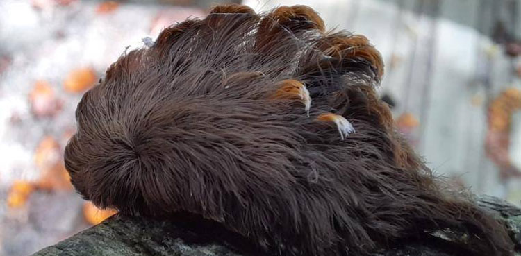 hairy, venomous caterpillar