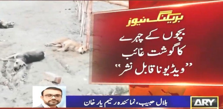 children mauled dogs