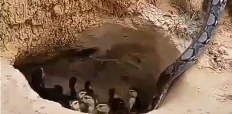Mother duck save ducklings