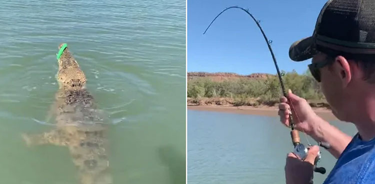hooks crocodile