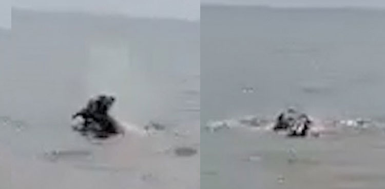 hippo child dragging death