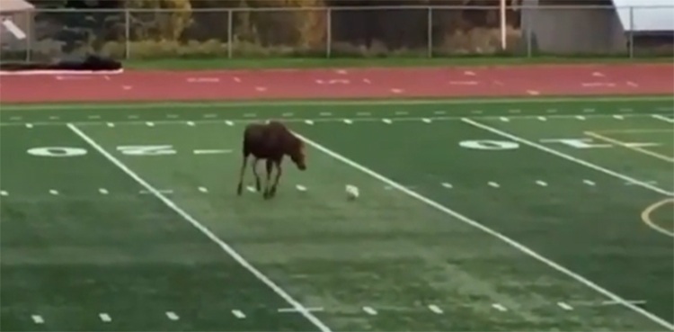 moose, soccer, animal, alaska