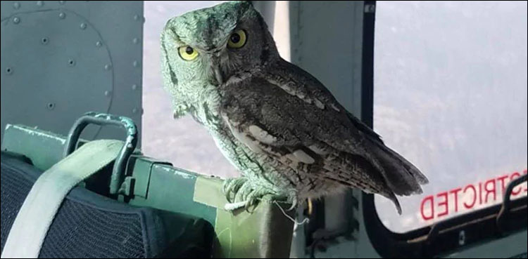 Owl caught lift
