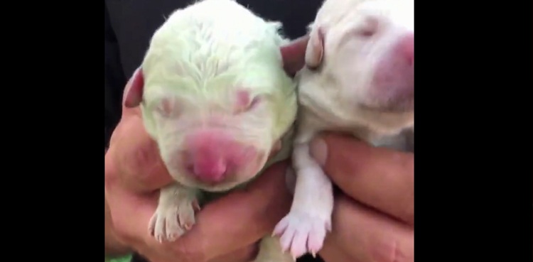puppy green Cristian Mallocci