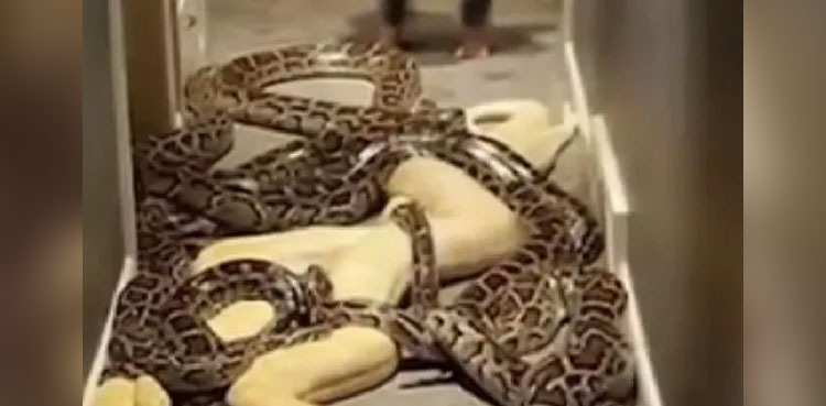 pythons
