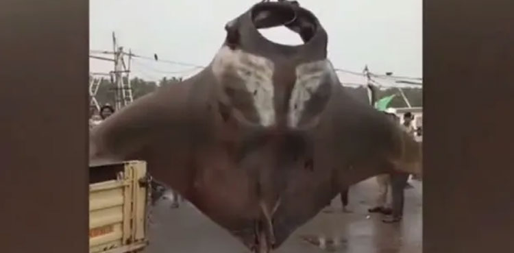 manta rays