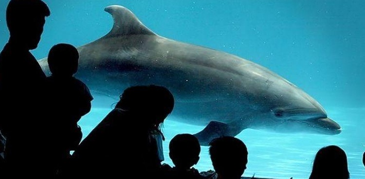 dolphin animatronic edge