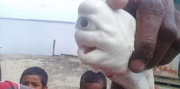 shark one eye fisherman