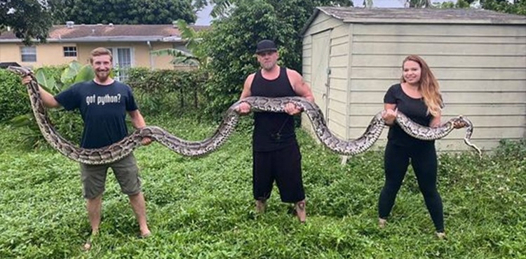longest ever Burmese python, snake catchers florida