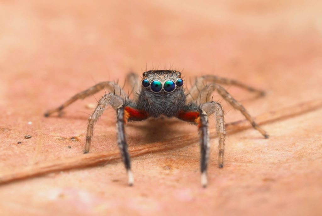 huntsman spider, female health official, COVID,