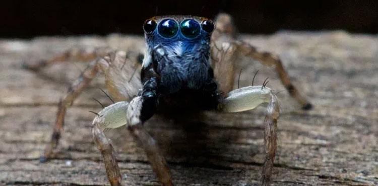 spider species eight eyes