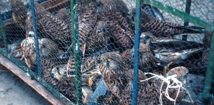 wildlife department birds smuggling