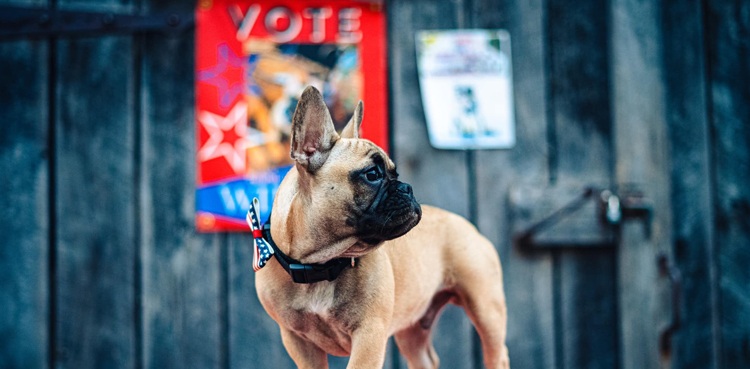 french bulldog wilbur beast mayor rabbit hash historical society