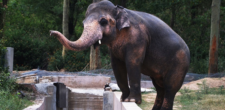 kaavan, elephant, Islamabad zoo, Cambodia, India