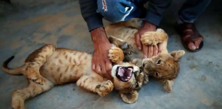 Lion cub Gaza baker