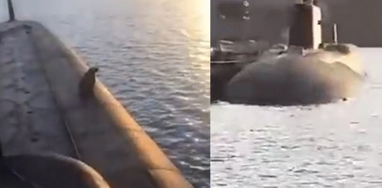 mother bear cub shot dead russia nuclear submarine