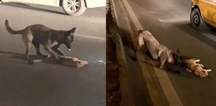 pet dog dead cat traffic viral video
