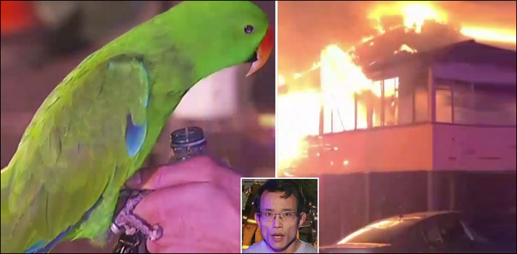 parrot house owner fire saves