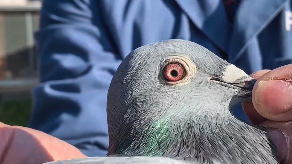 pigeon-racer-Belgium-bids