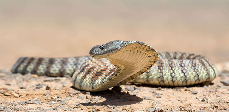 Tiger snake, bite, Russell Coight, girl, survives