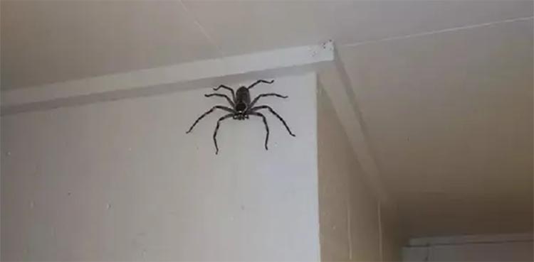 spider, huntsman spider, living room, netizens