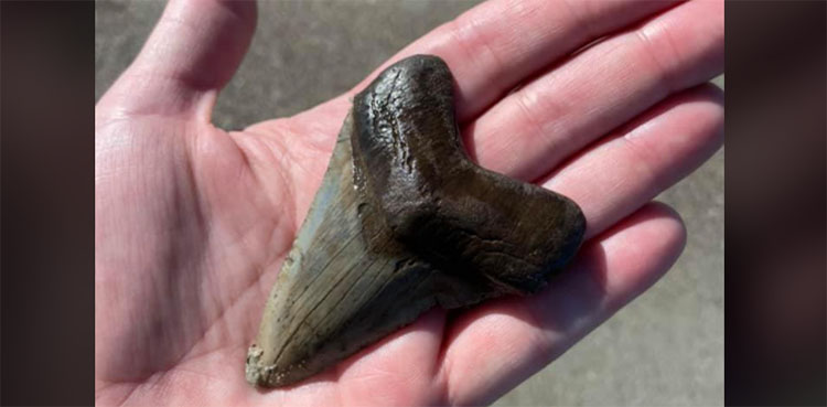 shark tooth, megalodon, United States,