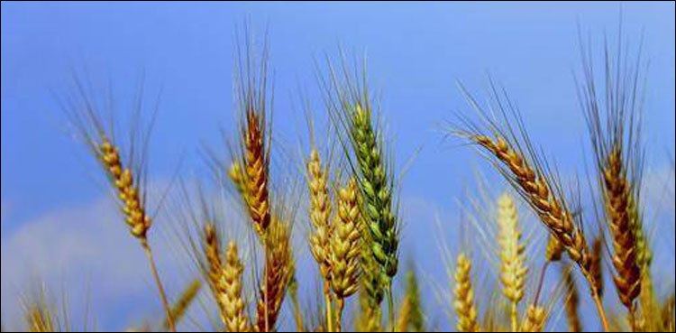Kissan Ittehad chairman Food security Pakistan