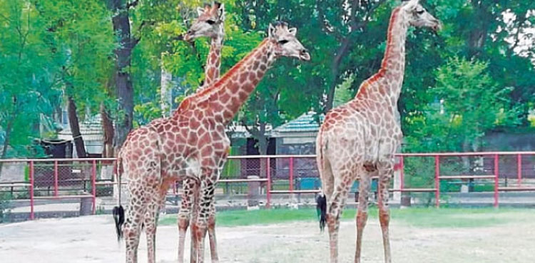 Giraffe Peshawar Zoo