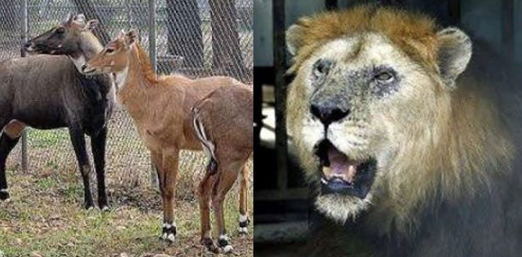 IHC plight islamabad zoo