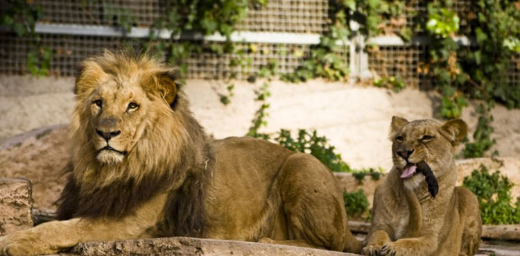 Lions Covid-19
