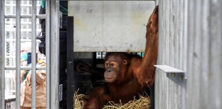 Smuggled orangutans